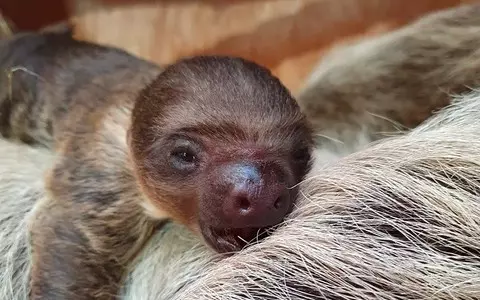 In one English town, a sloth was born in a zoo, the first ever.