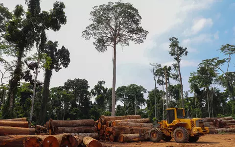 Interpol: "Latin America's climate priceless forests are disappearing at a rapid pace"