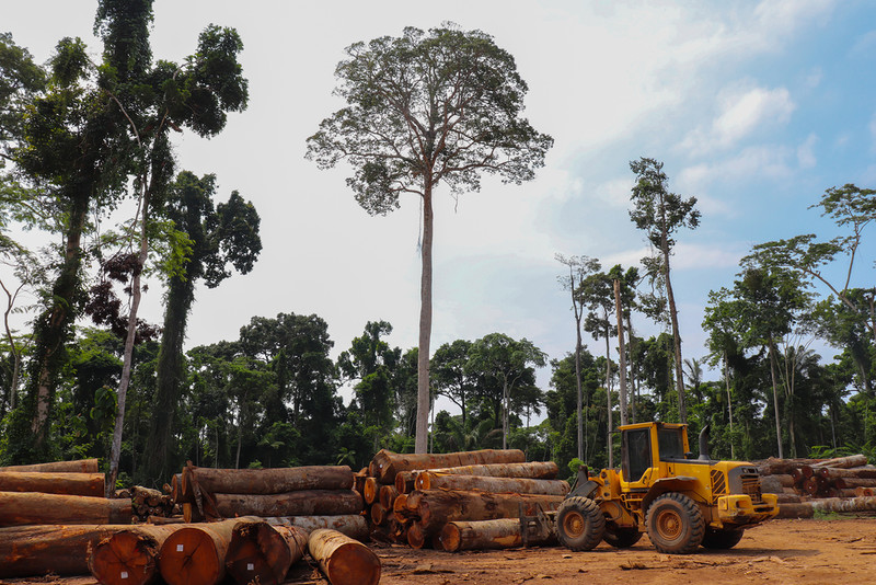 Interpol: "Latin America's climate priceless forests are disappearing at a rapid pace"