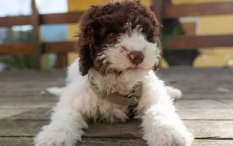 Lucky puppy digs up treasure trove of £6,000 gold coins on his first ever walk in park