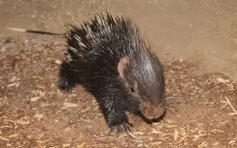 Unusual birth at London Zoo. The porcupine was born in front of visitors