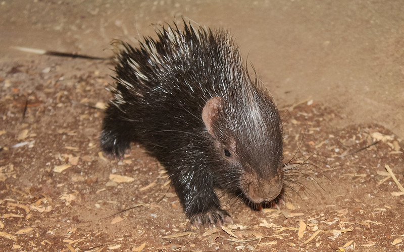 Unusual birth at London Zoo. The porcupine was born in front of visitors