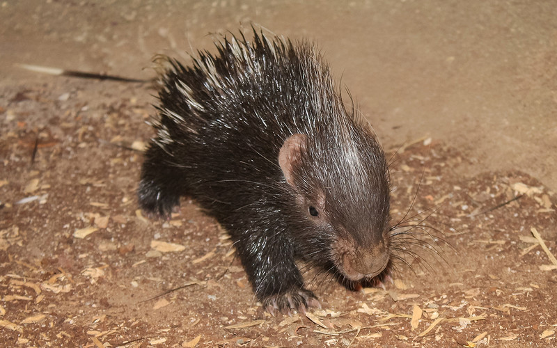 Niezwykły poród w londyńskim zoo. Jeżozwierz urodził się na oczach zwiedzających