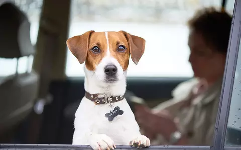 Your pet can now get its own Uber