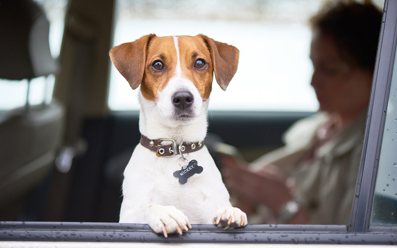 Your pet can now get its own Uber