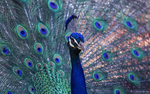 A peacock terrorises the inhabitants of an English village. Its nickname is Conor McGregor