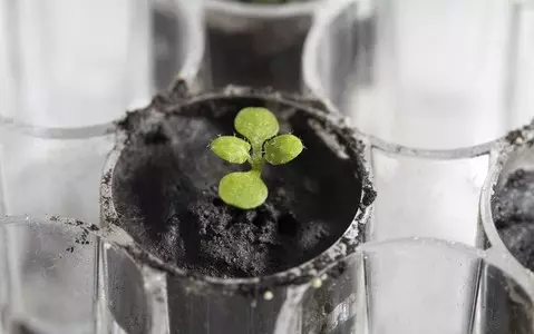 Growing plants in soil from the moon