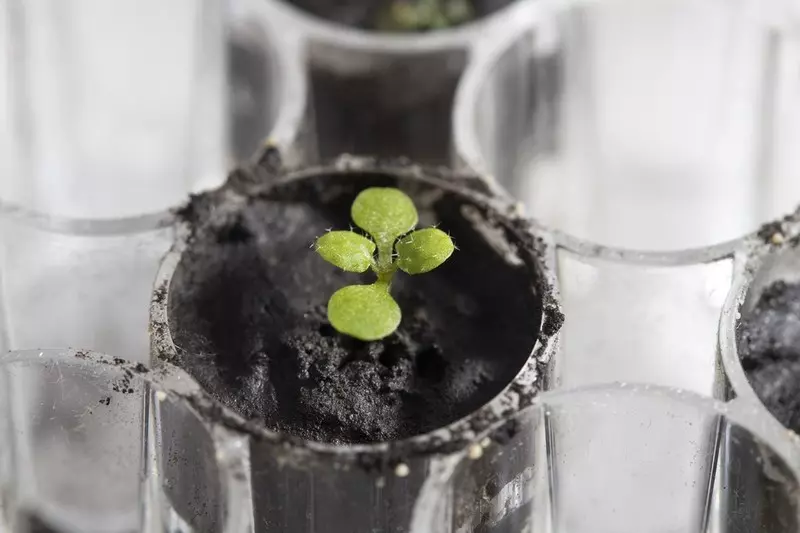 Growing plants in soil from the moon