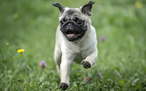 Pugs’ high health risks mean they can’t ‘be considered a typical dog’