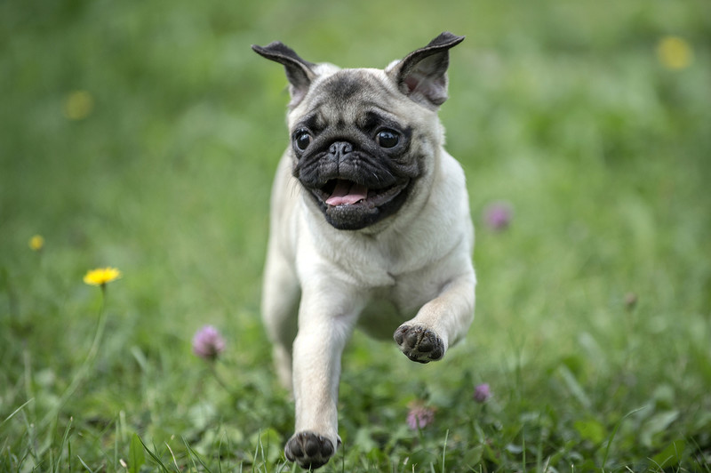 Pugs’ high health risks mean they can’t ‘be considered a typical dog’