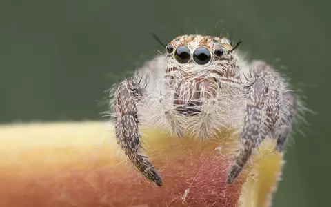 UK package with spiders and insects instead of spices