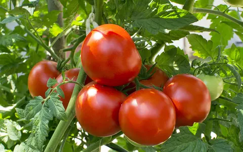 Gene-edited tomatoes could soon be sold in England