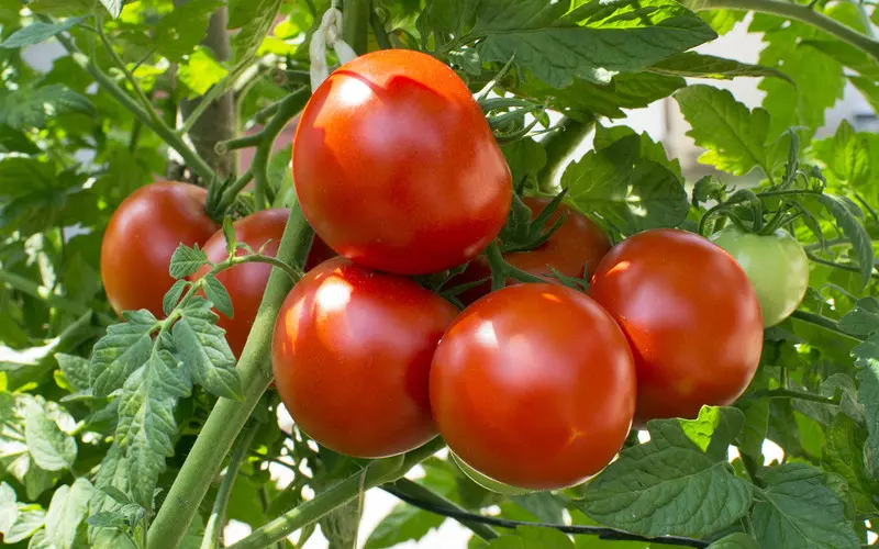 Anglia: Do sprzedaży wkrótce mogą trafić zmodyfikowane pomidory. Będą bogatsze w witaminę D
