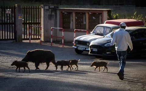 Italy: More and more problems with wild boars in and around Rome