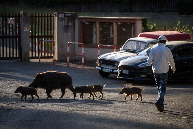 Italy: More and more problems with wild boars in and around Rome