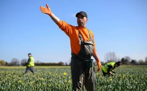 Migrant fruit pickers charged thousands in illegal fees to work on UK farms, investigation shows