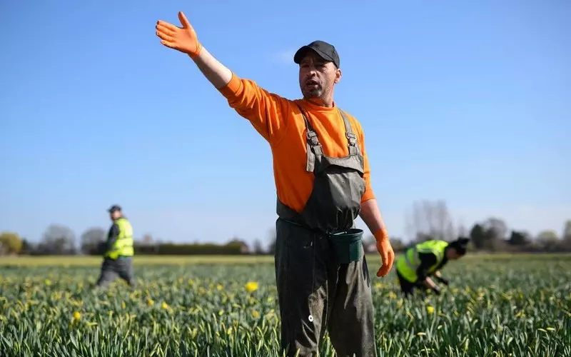 "The Guardian": Imigranci pracujący w rolnictwie obciążani "tysiącami funtów nielegalnych opłat"