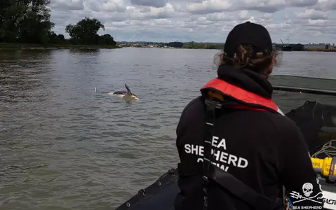 An orca that entered the Seine River could not be rescued