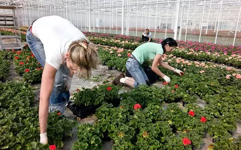 Ukrainian workers exploited in Westland greenhouses, union says