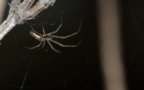 Inwazja gigantycznych pająków na Wyspach. Eksperci ostrzegają przed sezonem godowym