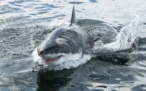 Spain: Huge shark in the river