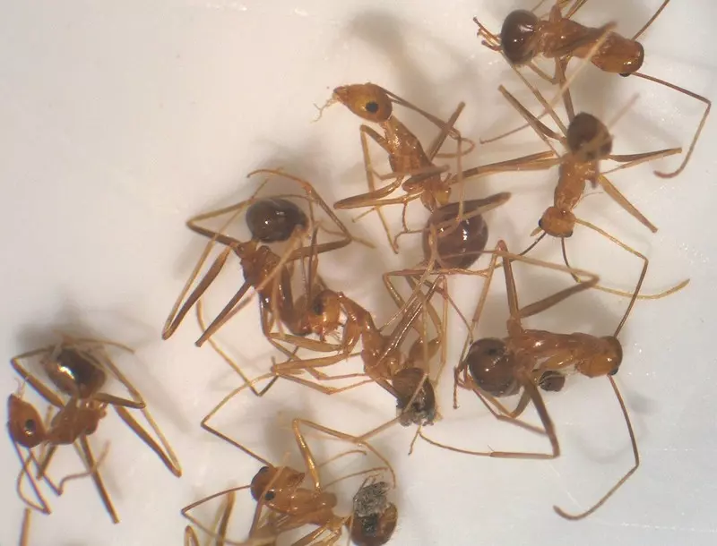 Australia: Plaga plujących kwasem szalonych mrówek sieje spustoszenie 