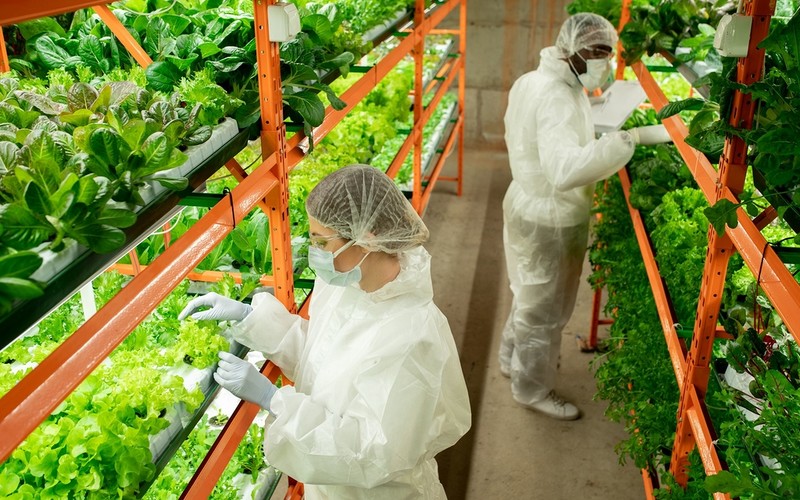 W Wielkiej Brytanii powstaje największa na świecie farma wertykalna