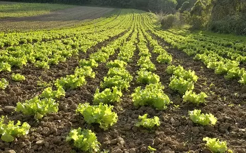 Food is going to waste on farms while food bank queues get longer