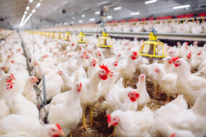 Spread of ‘free-range’ farming may raise risk of animal-borne pandemics – study