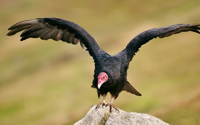 The harmless turkey vulture terrorising people in Bruton
