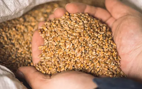 British minister: We will help check grain is not stolen by Russia