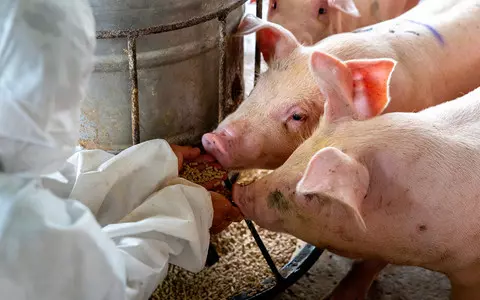 Study shows highly antibiotic-resistant MRSA strain found in pigs can spread to humans