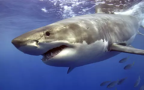 Egypt: 23 shark attacks in 30 years. Road accidents are a bigger threat to tourists