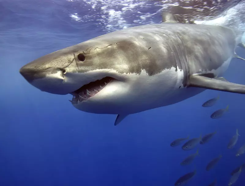 Egipt: 23 ataki rekinów w ciągu 30 lat. Większym zagrożeniem dla turystów są wypadki drogowe