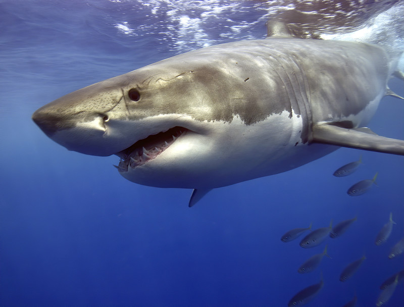 Egypt: 23 shark attacks in 30 years. Road accidents are a bigger threat to tourists