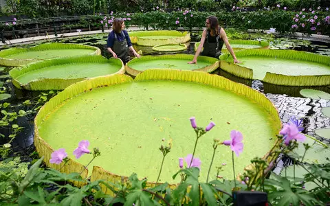 Scientists discover new giant water lily species at Kew's Royal Botanic Gardens