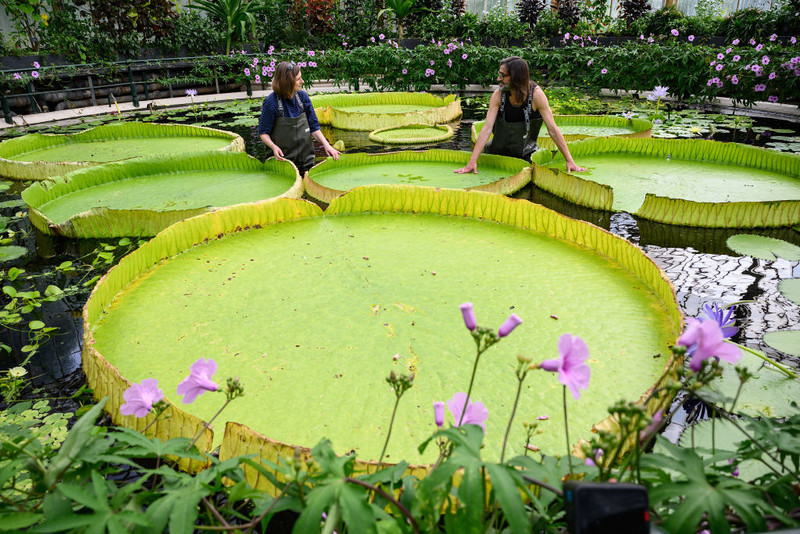 Scientists discover new giant water lily species at Kew's Royal Botanic Gardens