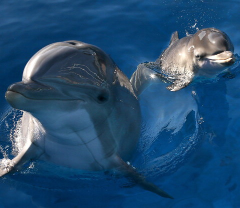 Coraz więcej delfinów u wybrzeży Szkocji. Powodem ciepła pogoda