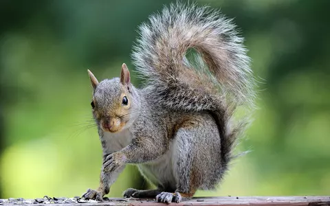 Birth control plan to cut grey squirrel numbers ‘shows promising signs’