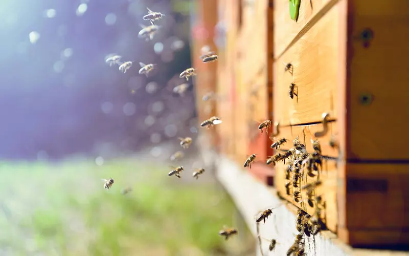 Cork hospital installs hives to ease children's bee and wasp sting fears