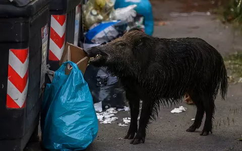 Italy: Woman bitten by a wild boar on a beach in Genoa