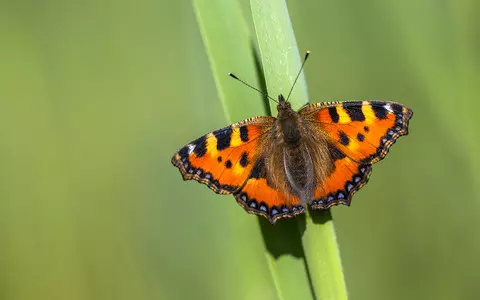 Big Butterfly Count: People asked to join in to help address extinction