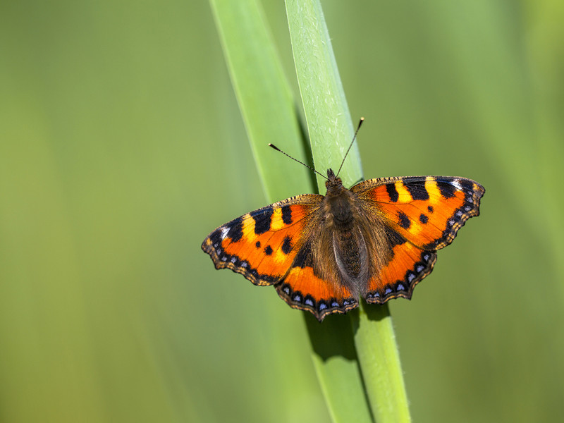 Big Butterfly Count: People asked to join in to help address extinction