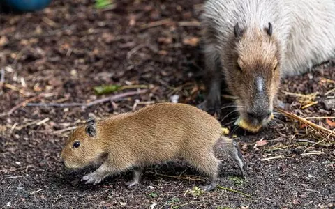 Zoo's 'romantic' efforts bring arrival of first capybara baby in 11 years