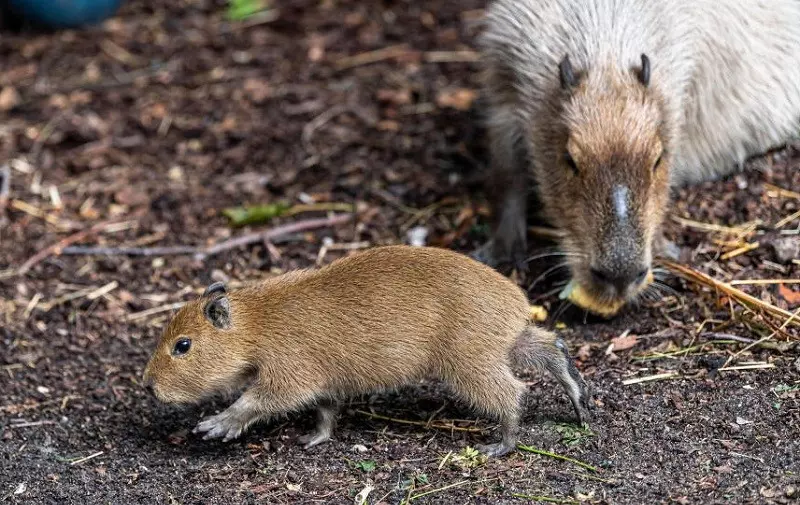 W angielskim zoo urodziła się pierwsza kapibara od 11 lat