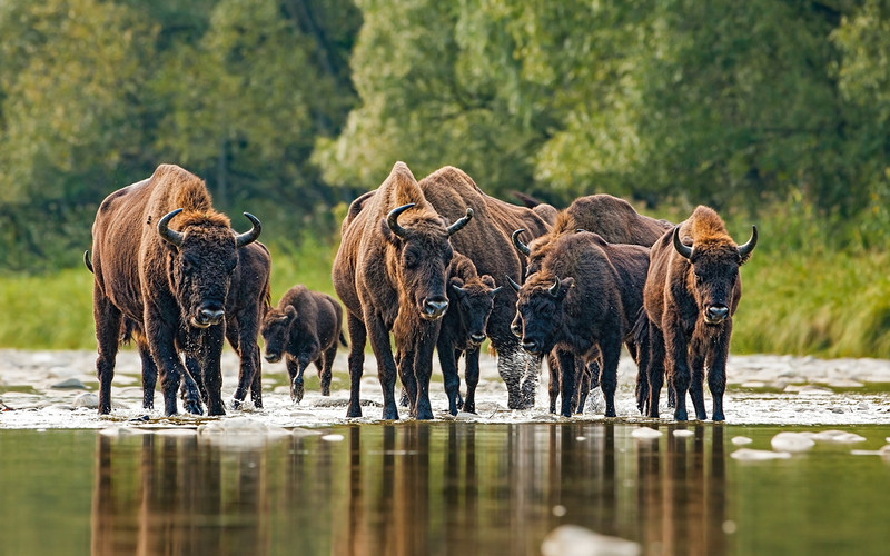 European bison arrive near Canterbury to manage woodland