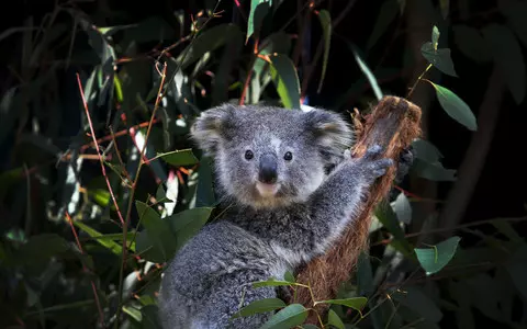 Report: Australia is losing the most animal and plant species in the world