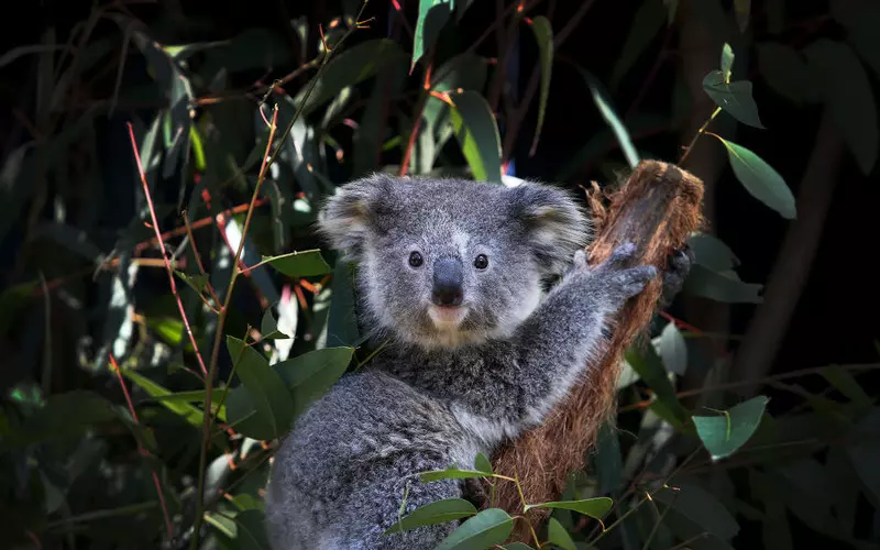 Australia traci najwięcej gatunków zwierząt i roślin na świecie