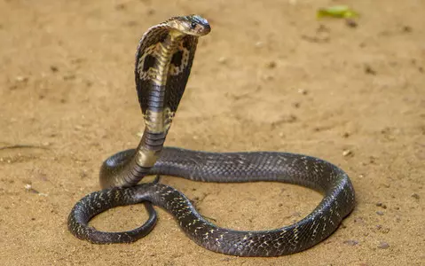 Snakebites becoming more common in the UK