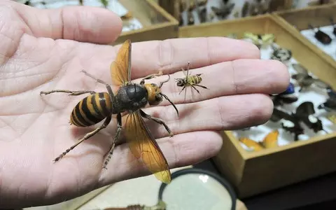 Belgium: Scourge of Asian hornets that threaten bees